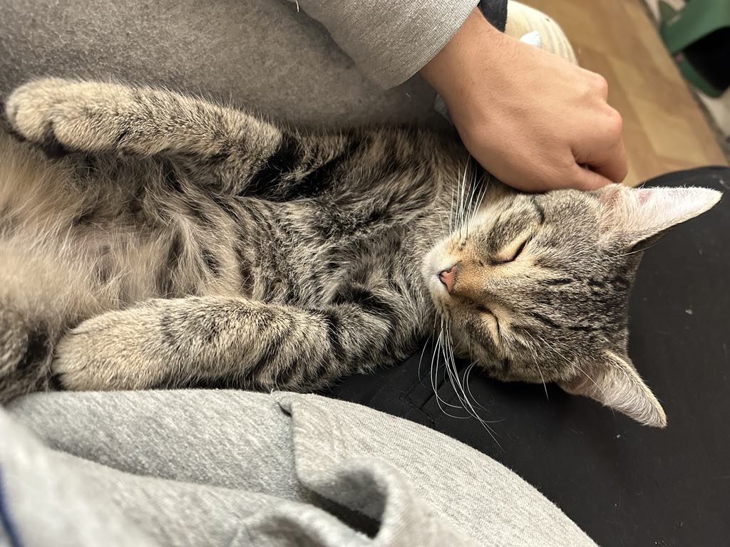 Mikhail, an adoptable Domestic Short Hair in Stoughton, WI, 53589 | Photo Image 5