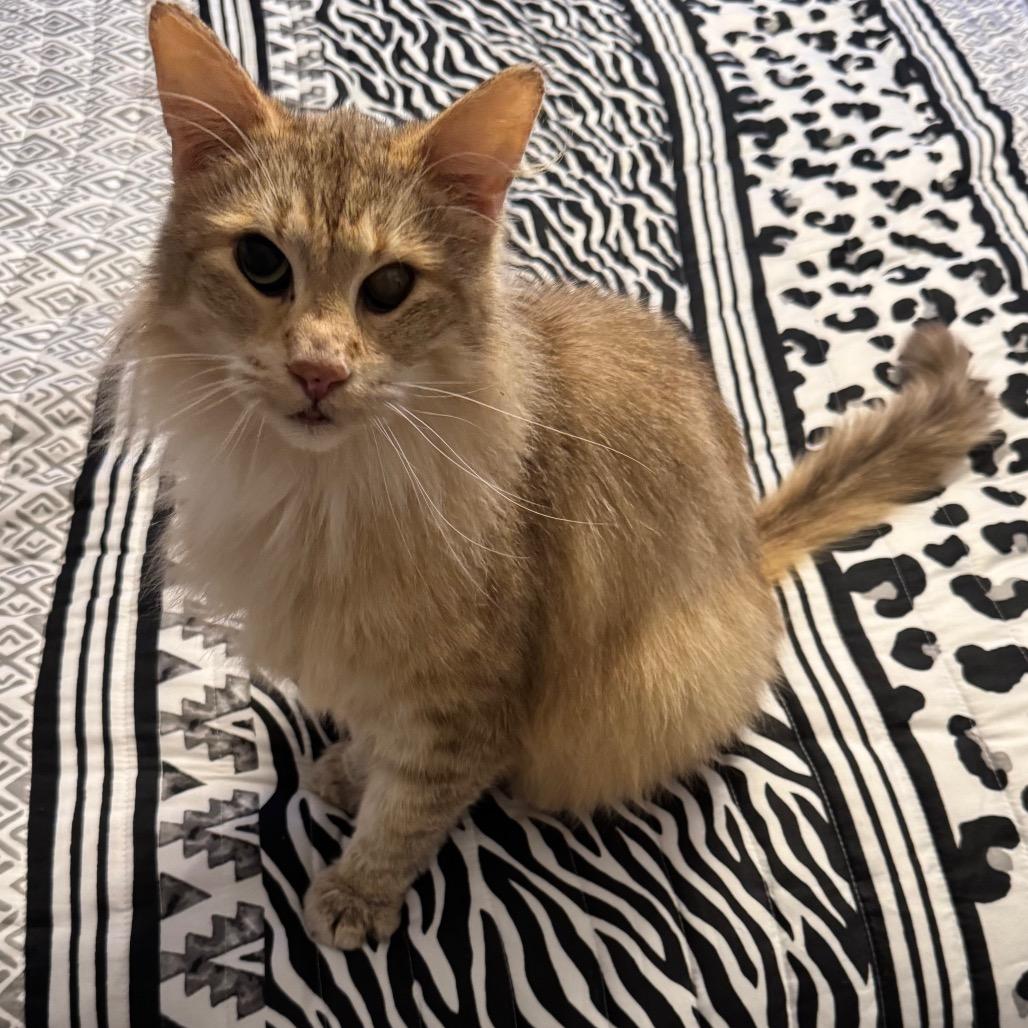 Havok — thumbnail 2