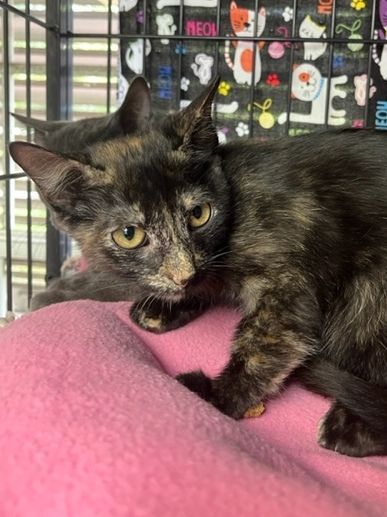 Yummy, Adoptable, Young Female Tortoiseshell.