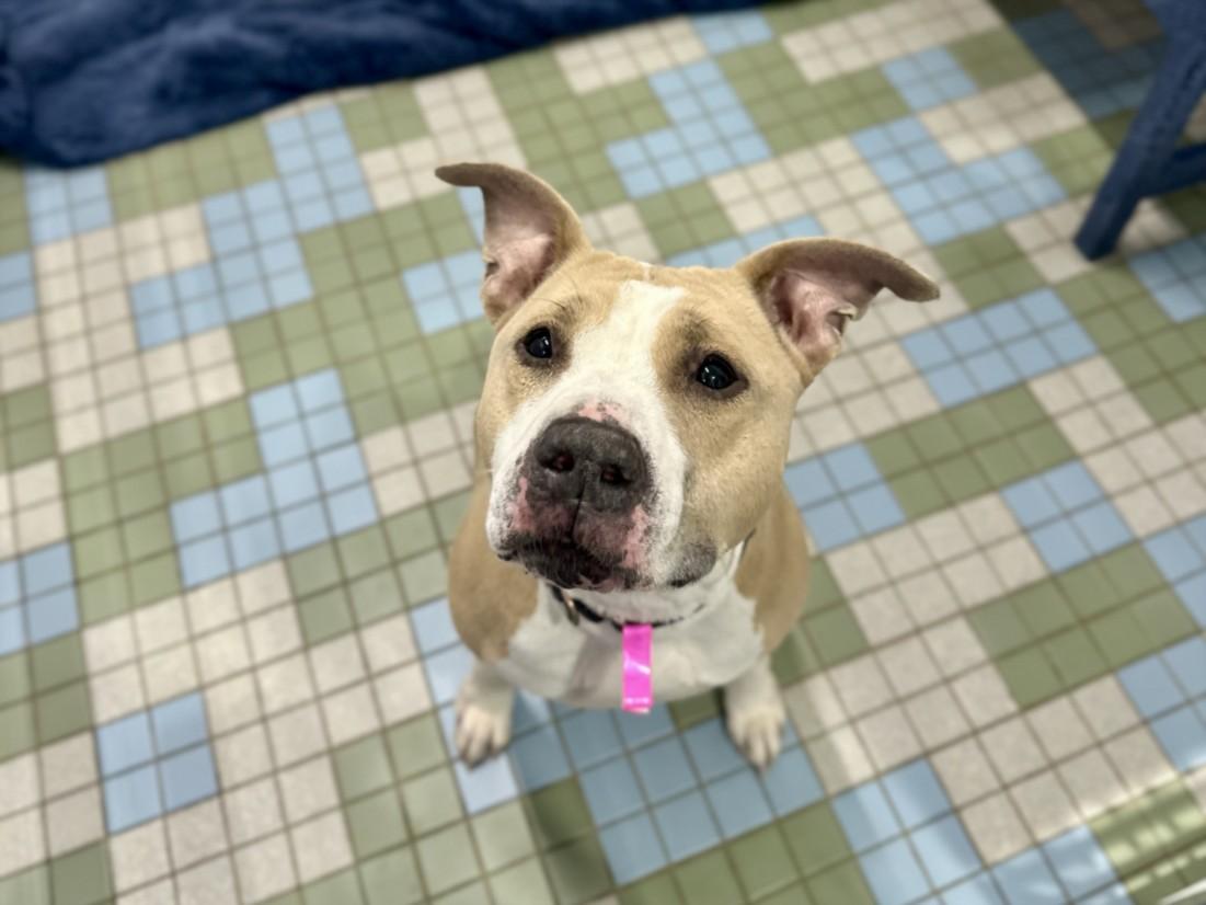 Enlarge SAJE, a Adoptable mixed breed in Loveland, CO image 1/1