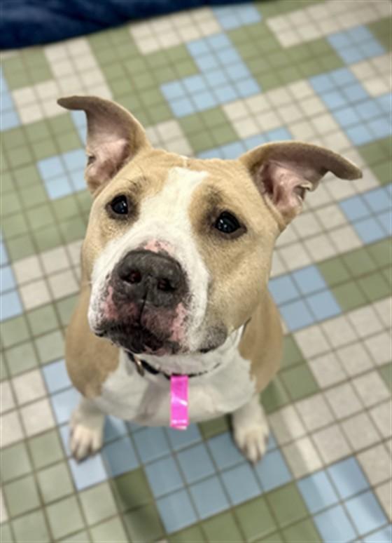 Enlarge SAJE, a Adoptable mixed breed in Loveland, CO image 1/1