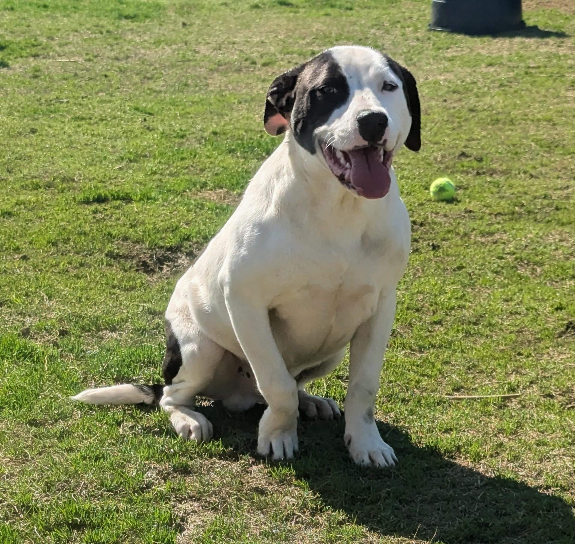 Enlarge Gidley, an adopted mixed breed in Jackson, GA image 1/1