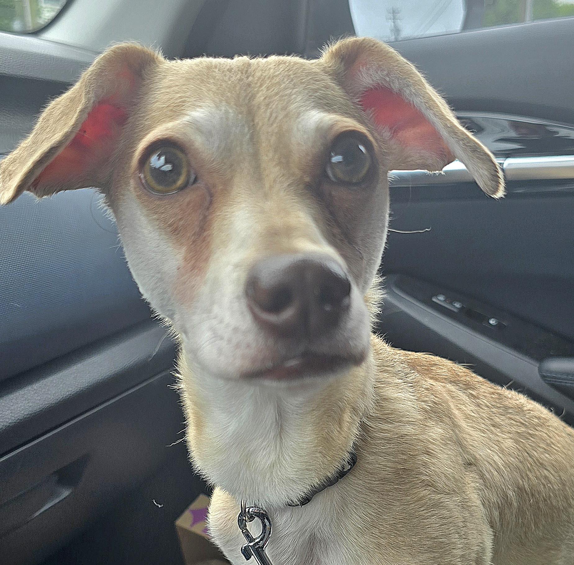 Maki, adoptable, Adult Male Chihuahua & Dachshund.