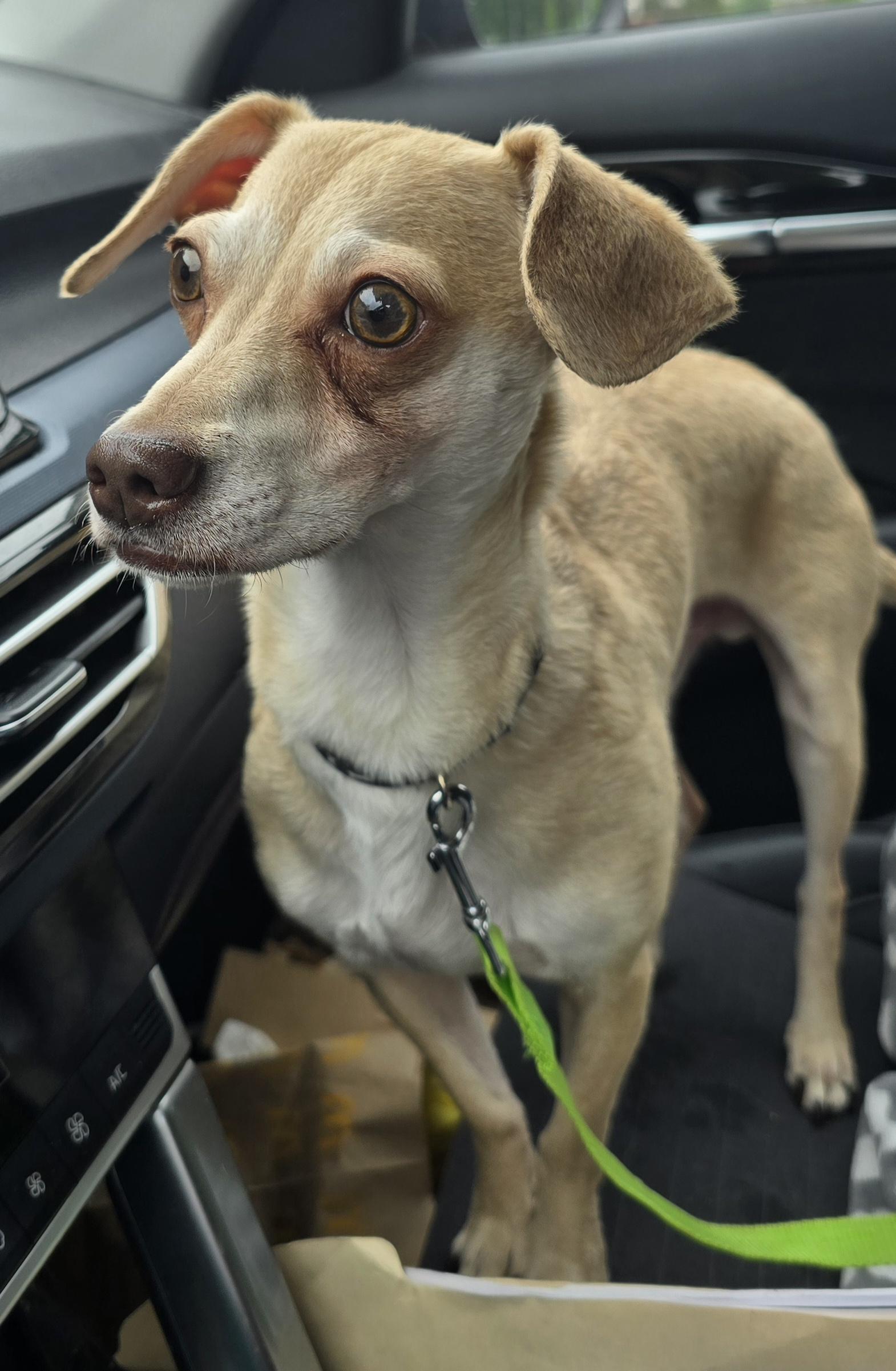 Enlarge Maki, an adoptable mixed breed in Fredericksburg, VA image 2/4