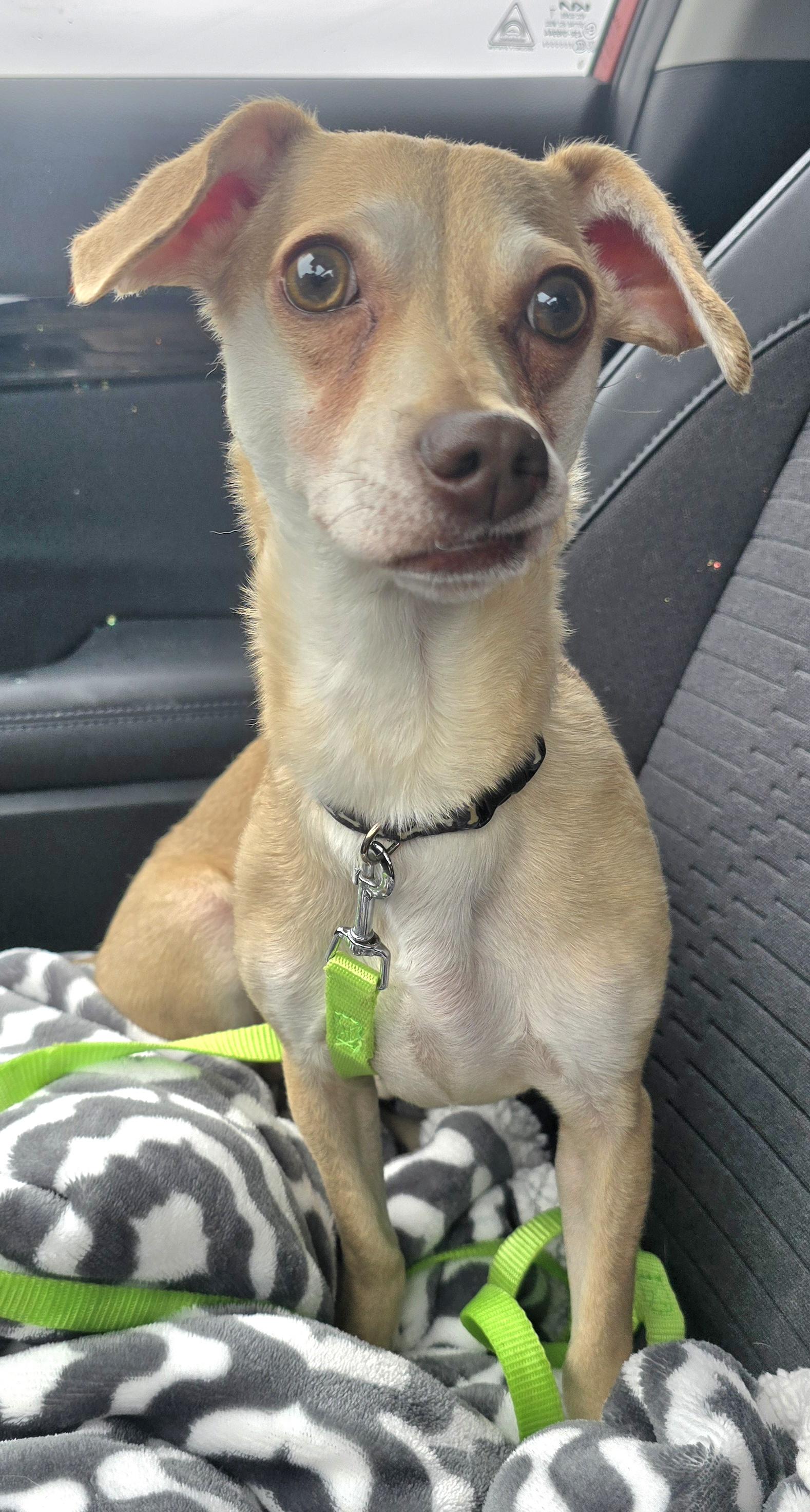 Enlarge Maki, an adoptable mixed breed in Fredericksburg, VA image 4/4