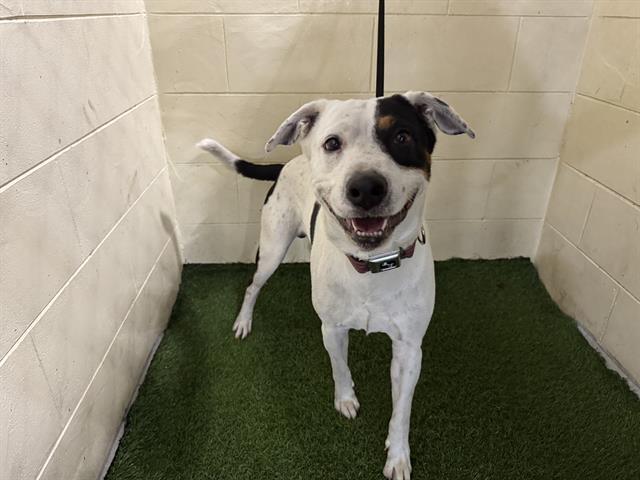 SPUDS, Adoptable, Adult Male American Bulldog & Australian Cattle Dog / Blue Heeler.