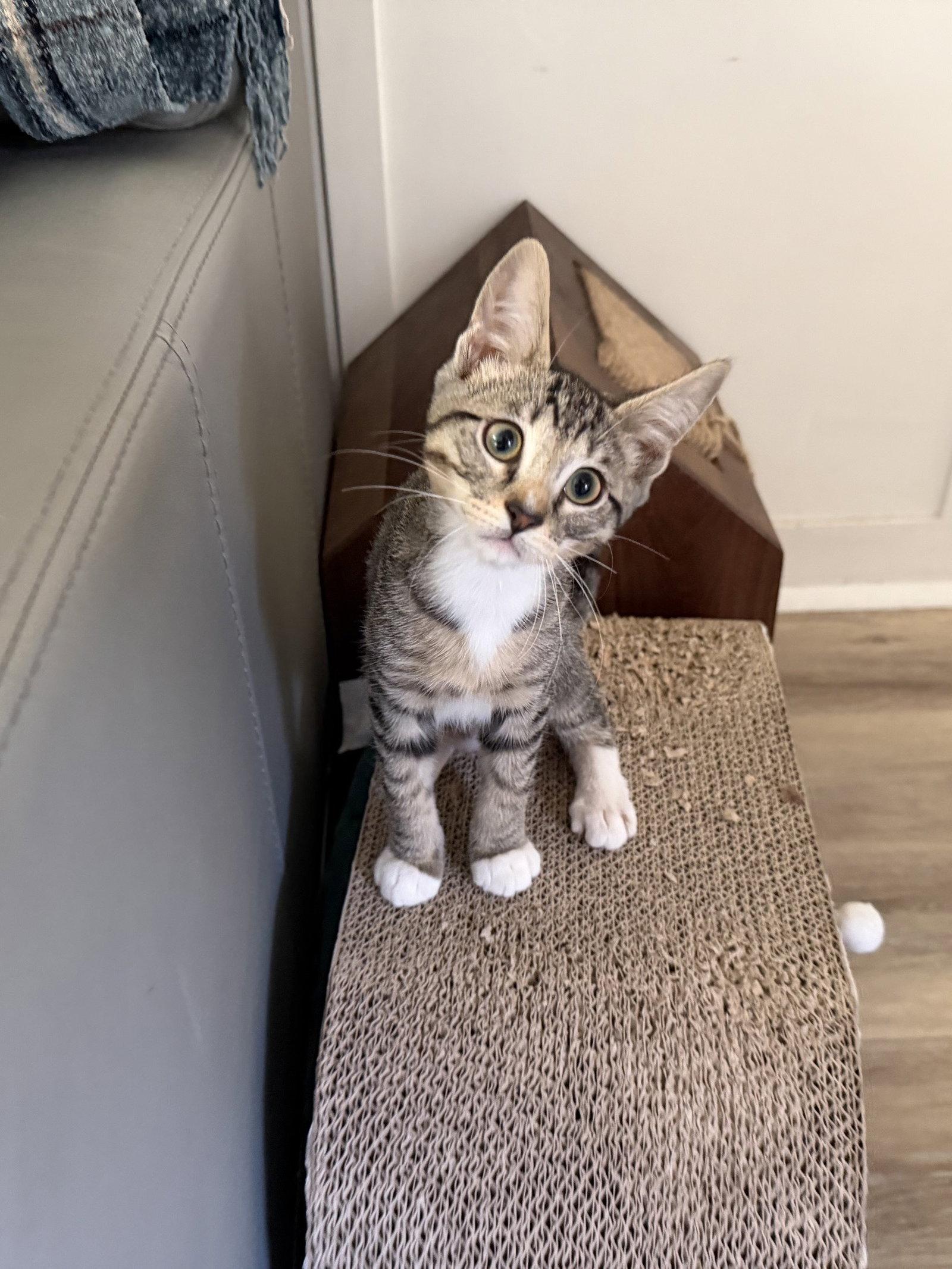 Rocky Road, Adopted, Kitten Male Tabby & Domestic Short Hair.