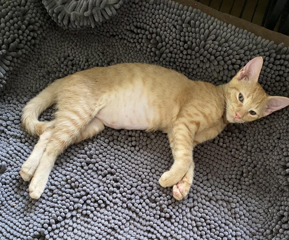Enlarge Adele, a Adoptable Domestic Short Hair in Hudson, NH image 1/3