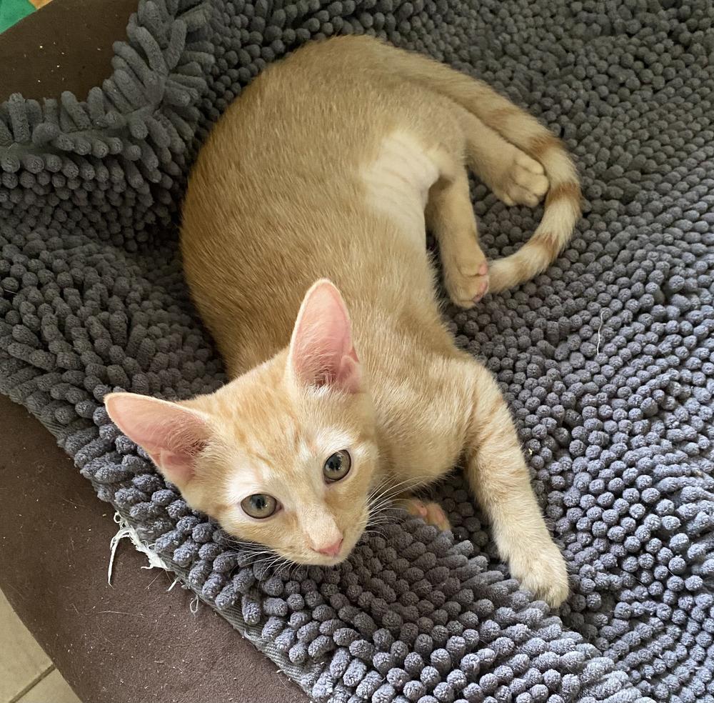 Enlarge Adele, a Adoptable Domestic Short Hair in Hudson, NH image 2/3