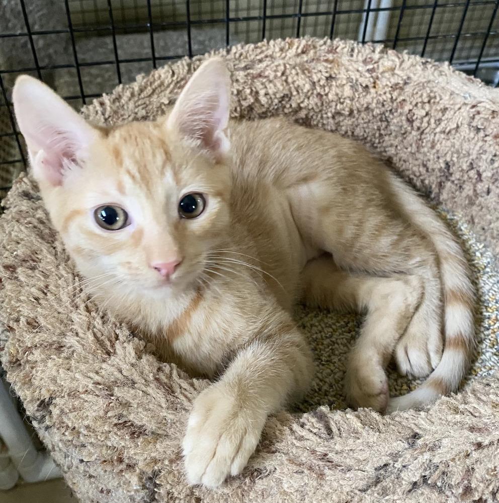 Enlarge Adele, a Adoptable Domestic Short Hair in Hudson, NH image 3/3