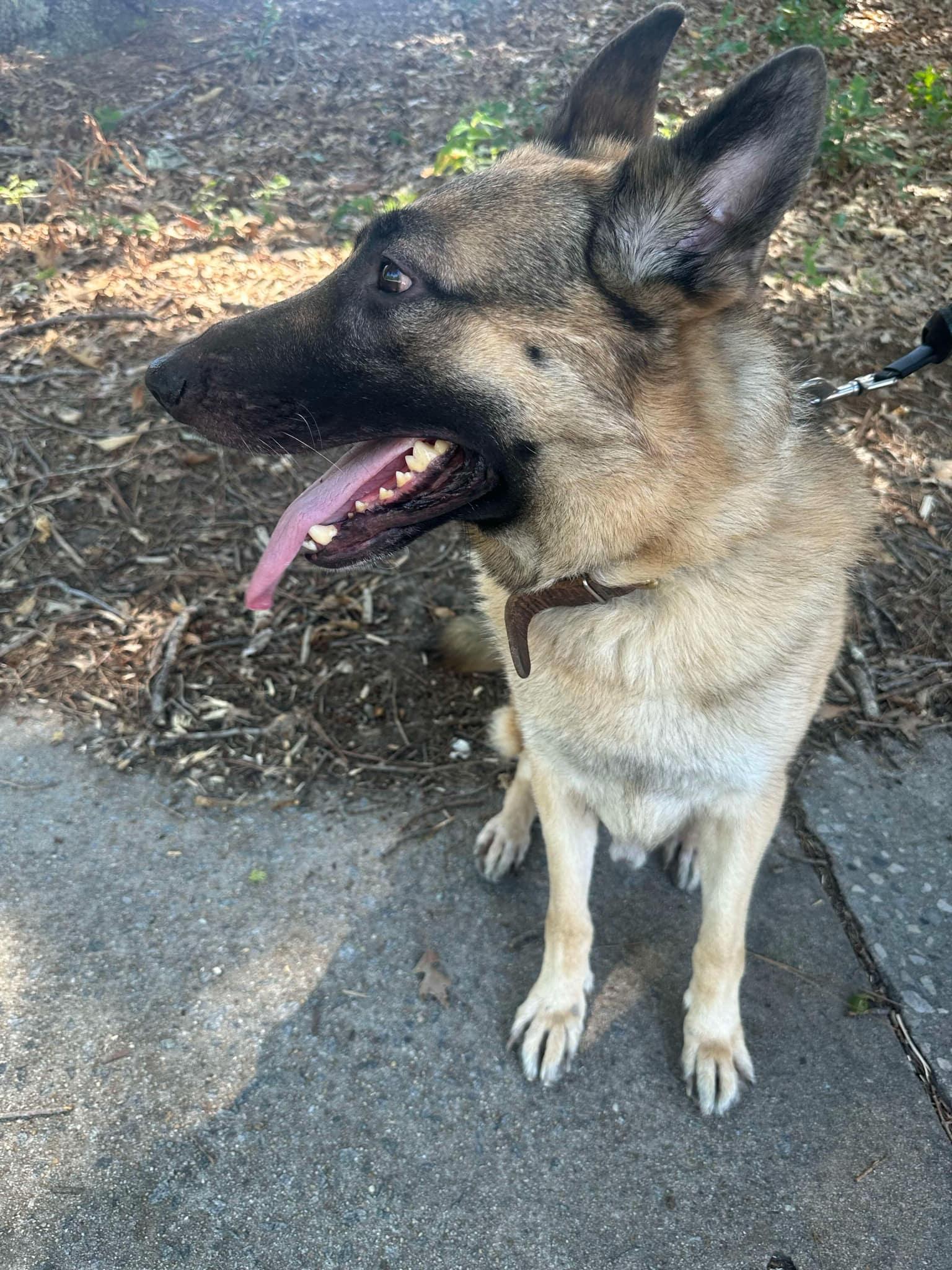 Enlarge Atticus - CP, a Adoptable German Shepherd Dog in Locust Grove, GA image 1/3