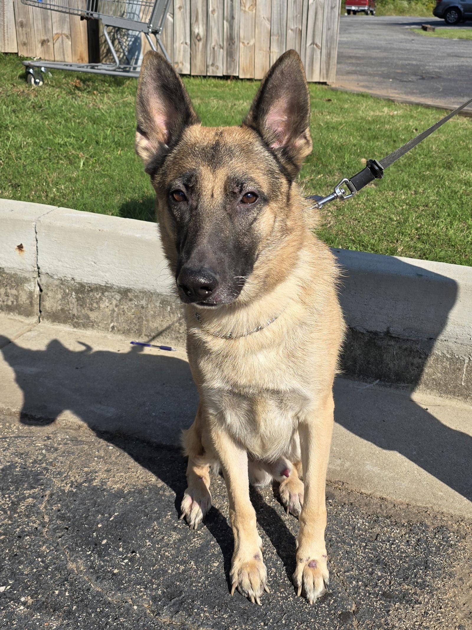Enlarge Atticus - CP, a Adoptable German Shepherd Dog in Locust Grove, GA image 2/3