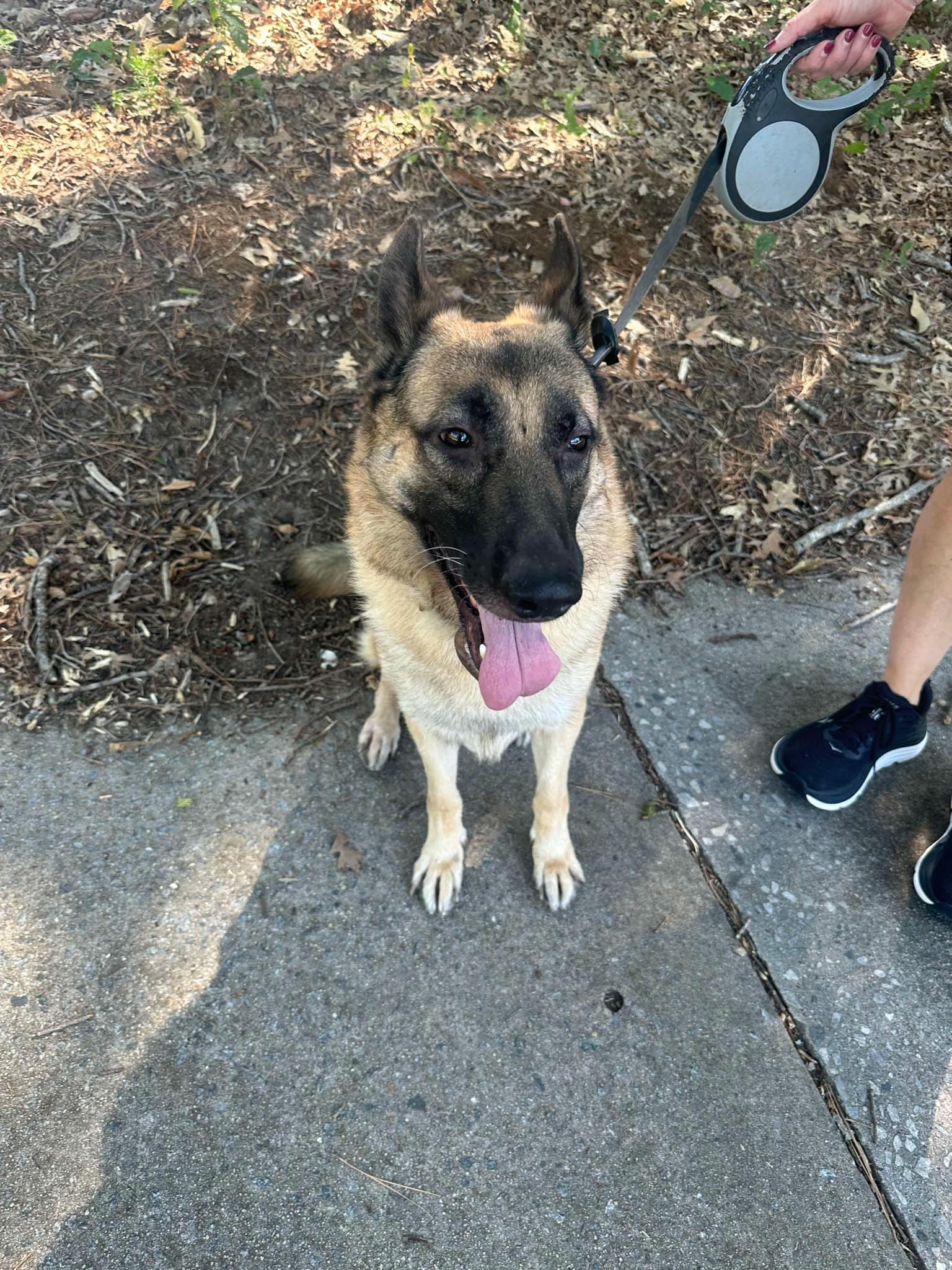 Enlarge Atticus - CP, a Adoptable German Shepherd Dog in Locust Grove, GA image 3/3