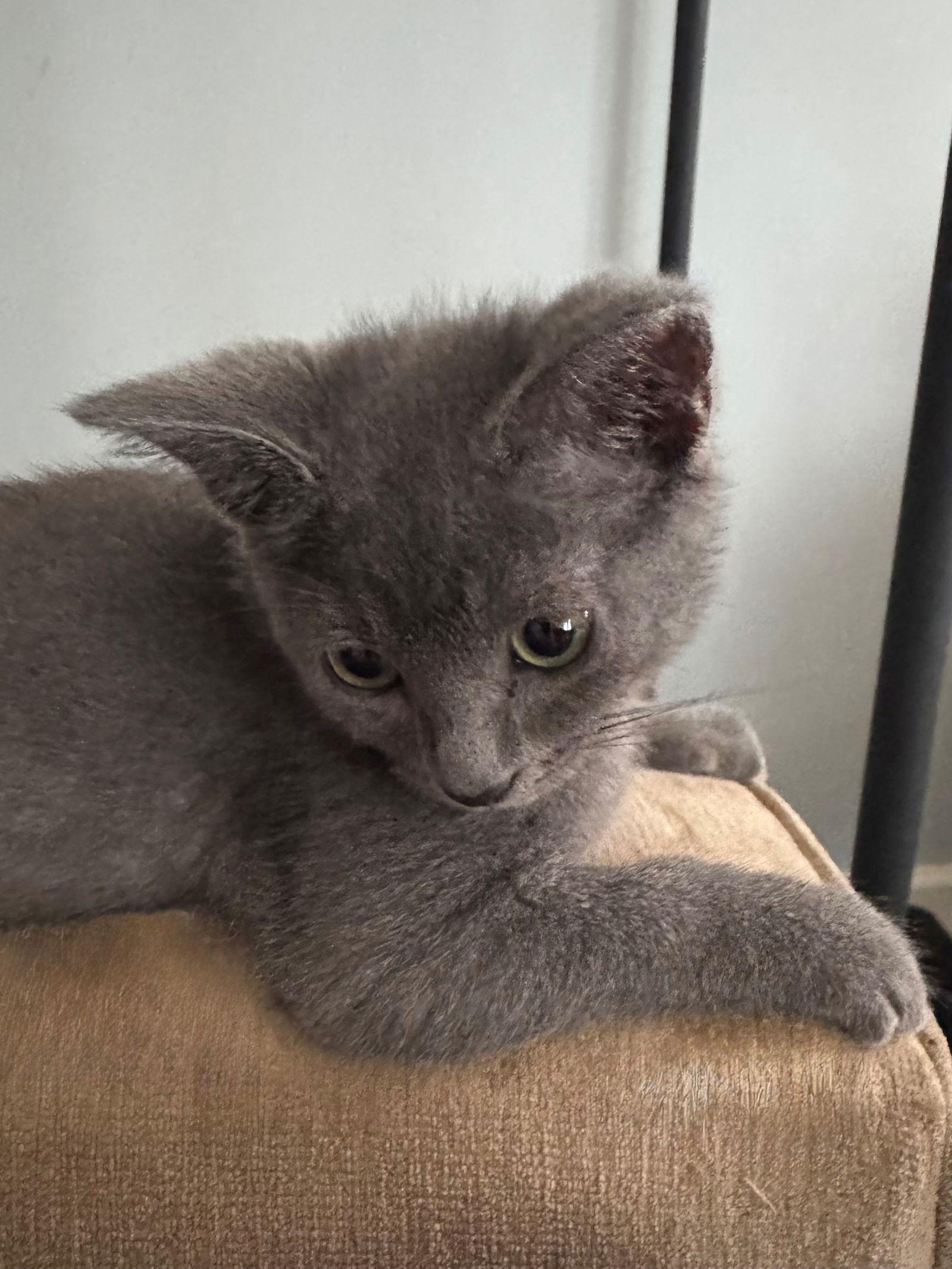 Enlarge Megan, a Adopted Domestic Short Hair in Indianapolis, IN image 1/3