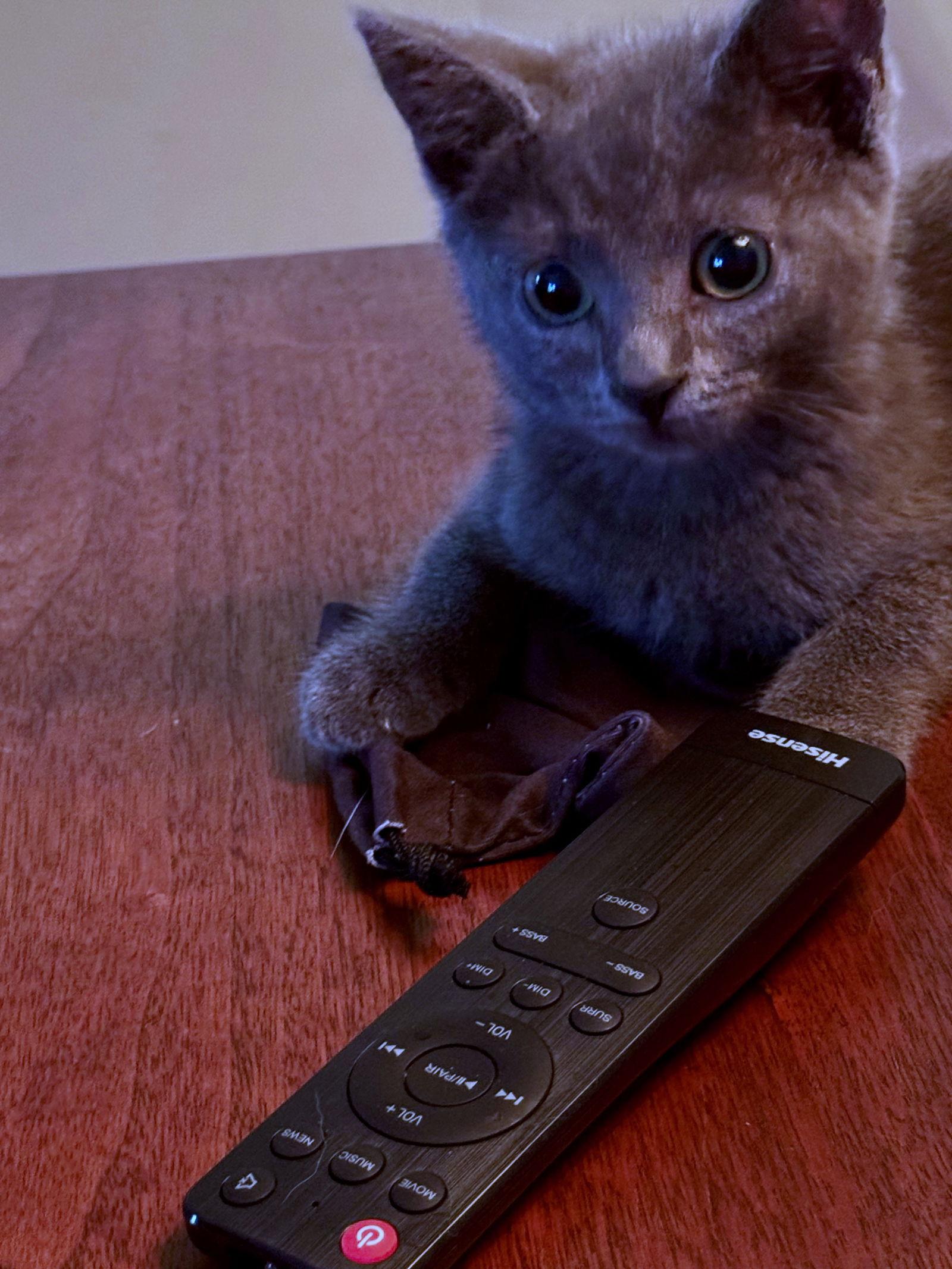 Enlarge Megan, a Adopted Domestic Short Hair in Indianapolis, IN image 2/3