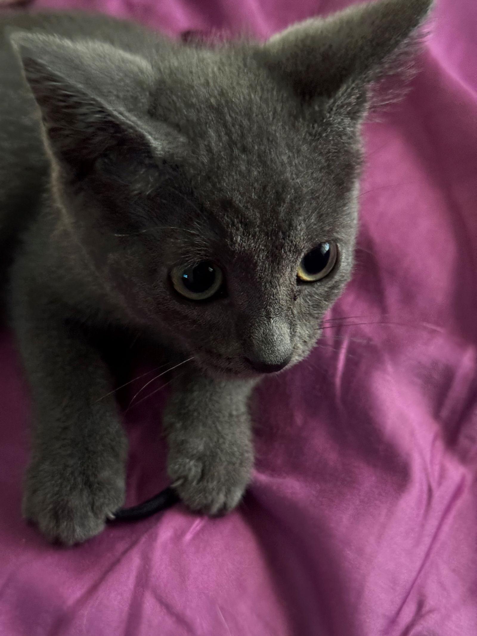 Enlarge Megan, a Adopted Domestic Short Hair in Indianapolis, IN image 3/3