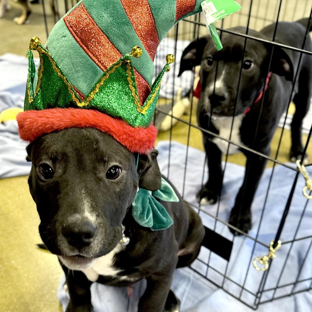 Nate, Adoptable, Puppy Male Labrador Retriever & Mixed Breed.