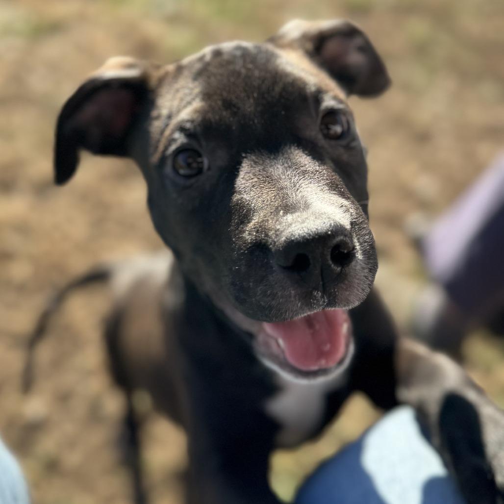 Nate, a Adoptable mixed breed in Rock Falls, IL image 2/2