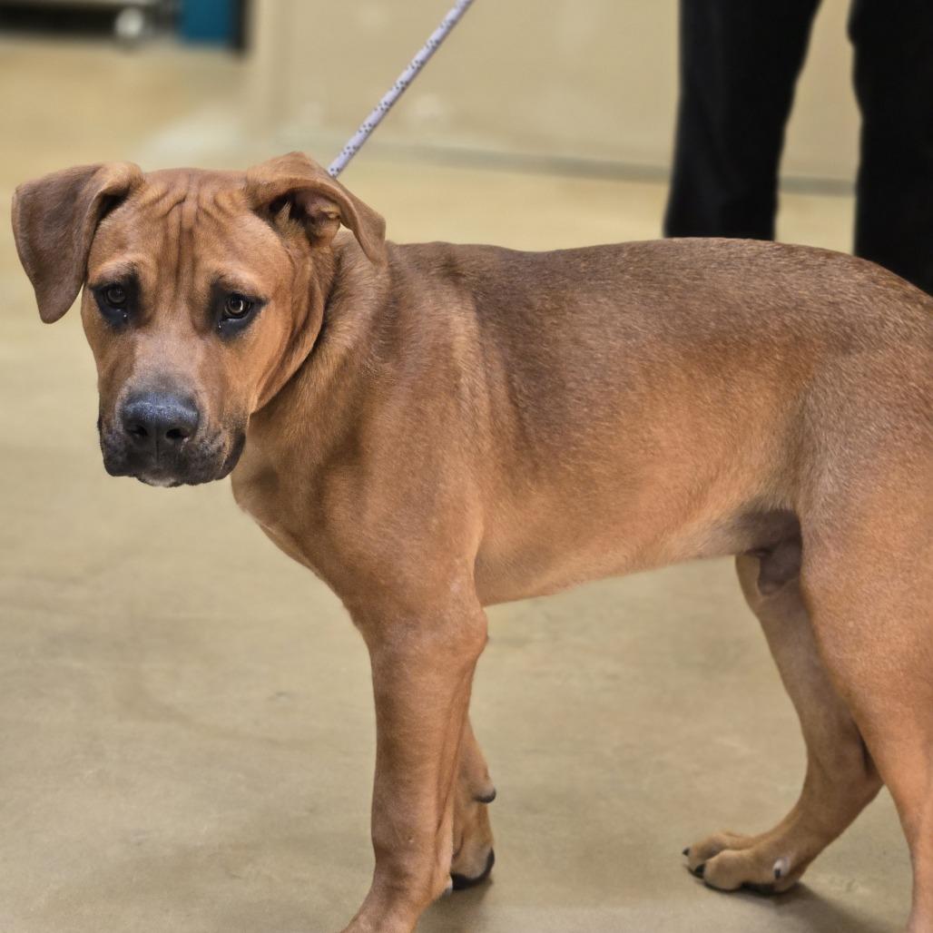 Vince, a Adoptable mixed breed in Wickenburg, AZ image 2/4