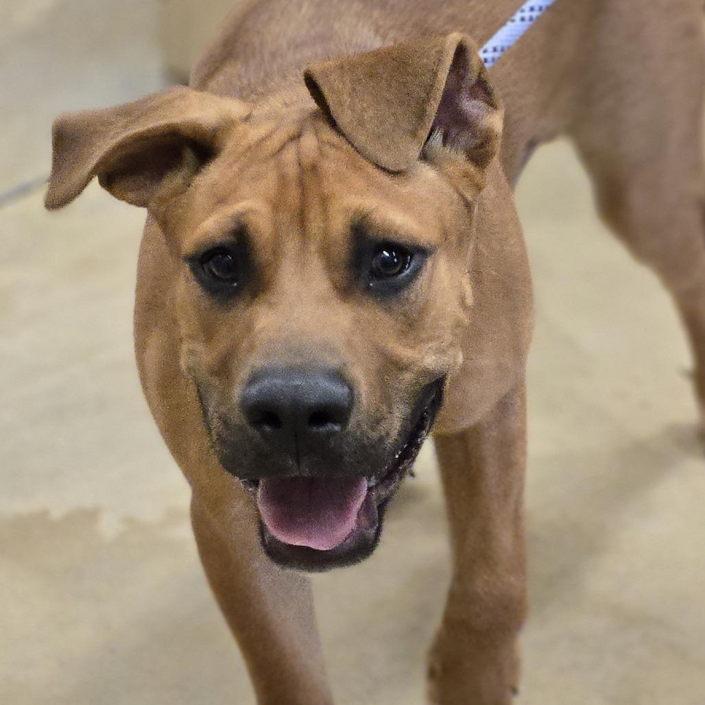 Vince, a Adoptable mixed breed in Wickenburg, AZ image 3/4