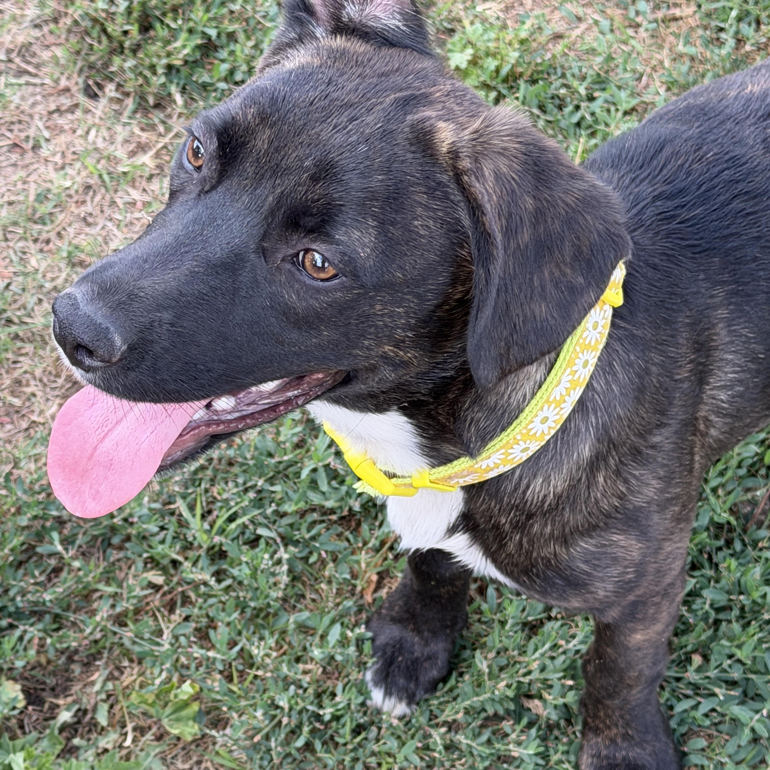 Enlarge Nila, a ADOPTABLE mixed breed in Gilbert, AZ image 1/6