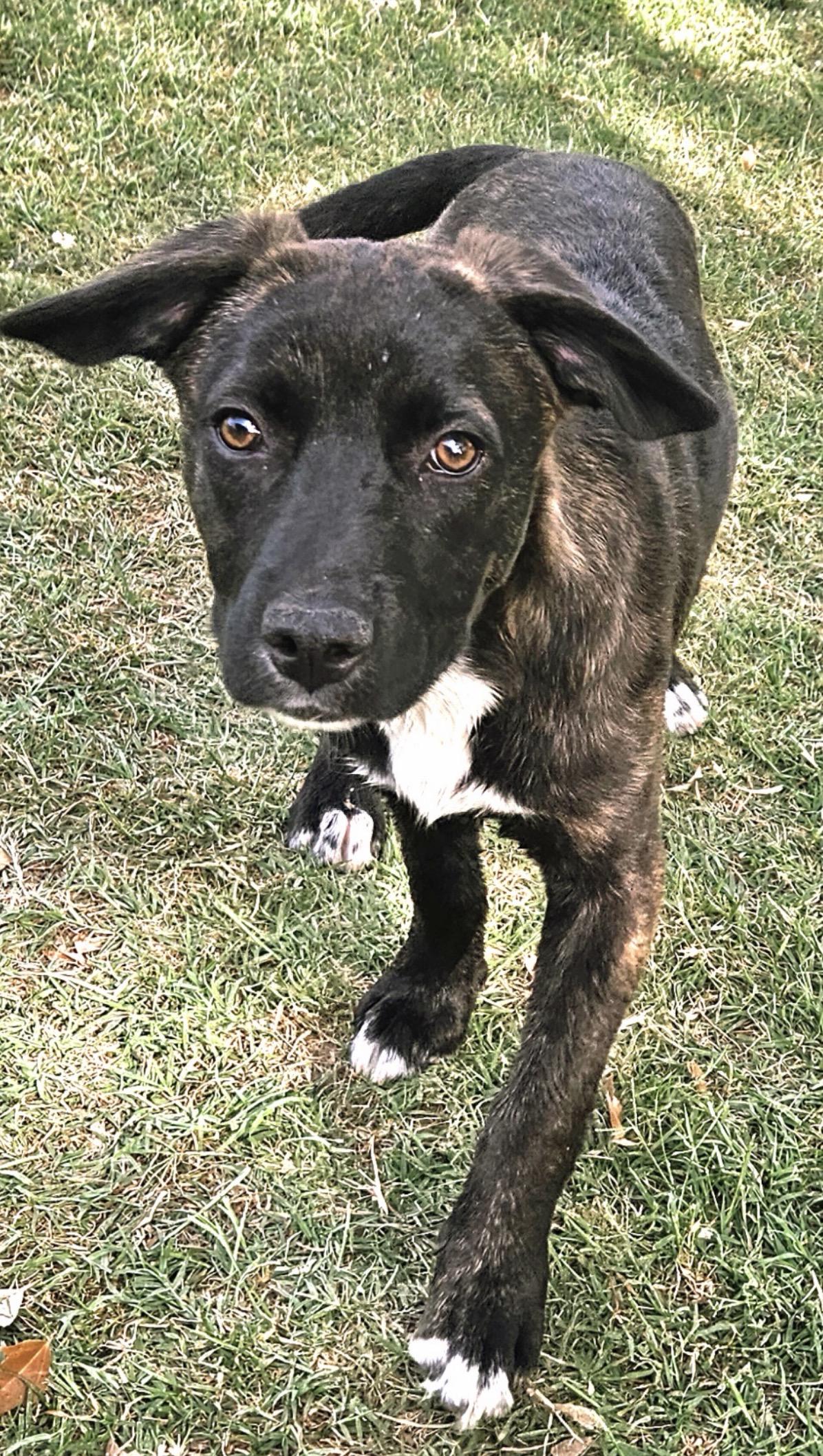 Enlarge Nila, a ADOPTABLE mixed breed in Gilbert, AZ image 3/6