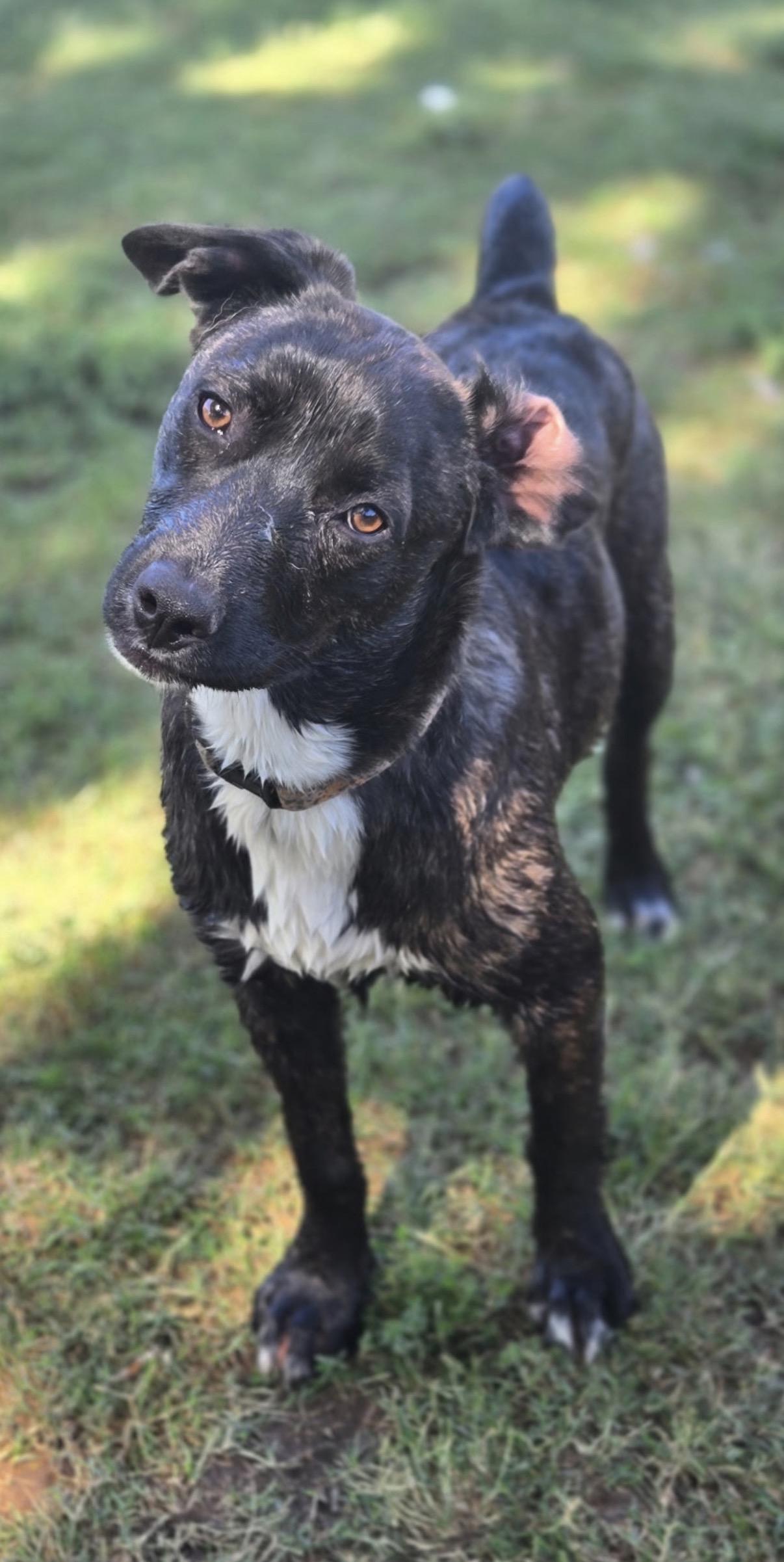 Nila, a ADOPTABLE mixed breed in Gilbert, AZ image 6/6