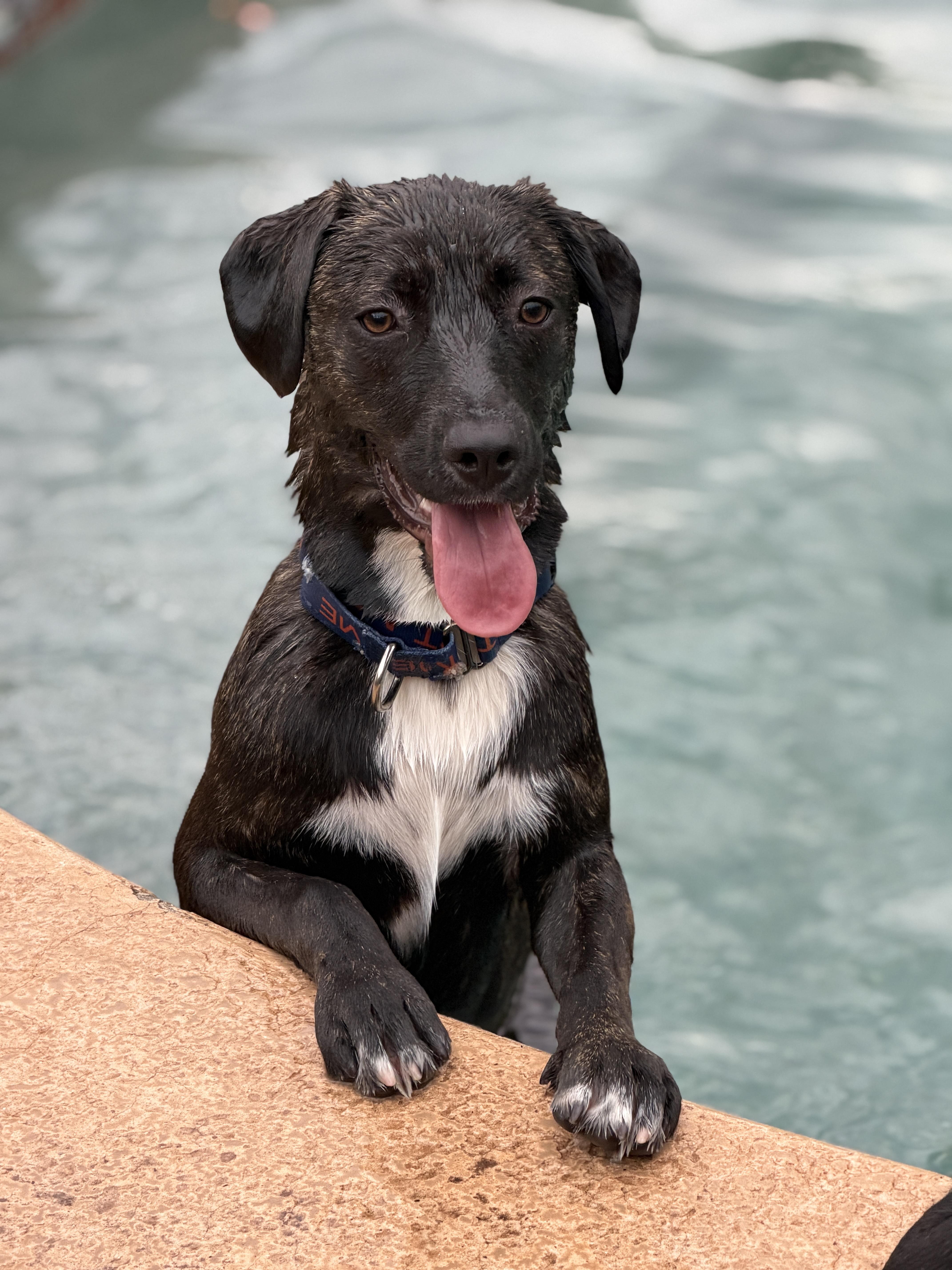 Nila, a ADOPTABLE mixed breed in Gilbert, AZ image 1/6