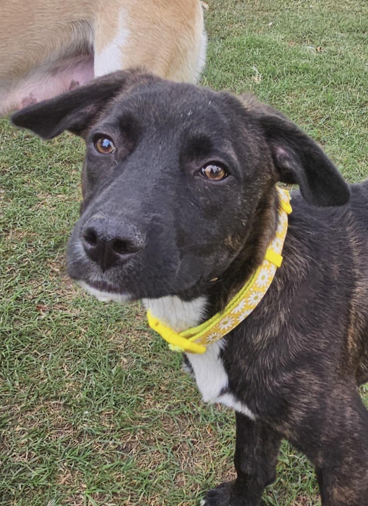 Enlarge Nila, a ADOPTABLE mixed breed in Gilbert, AZ image 2/6