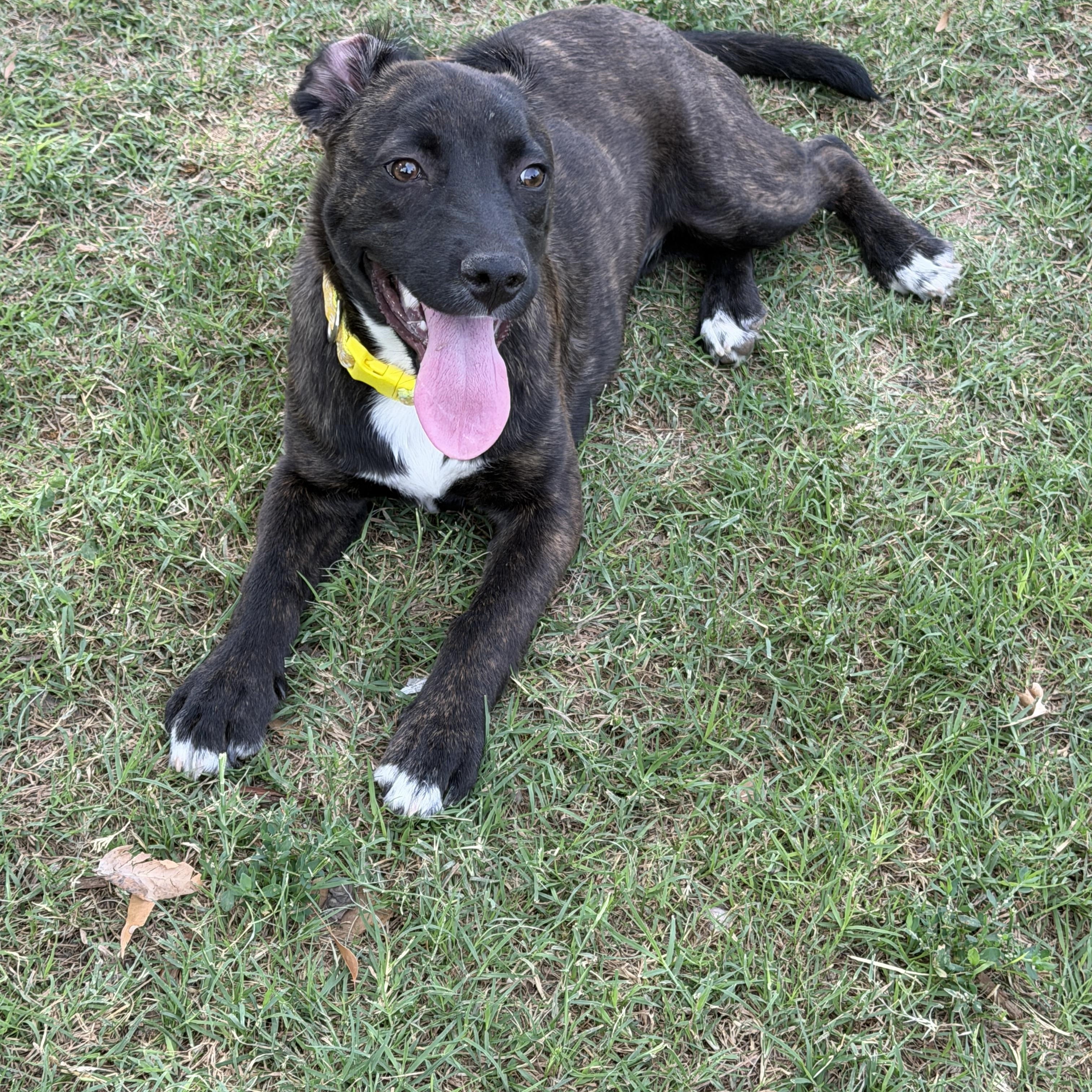 Enlarge Nila, a ADOPTABLE mixed breed in Gilbert, AZ image 6/6