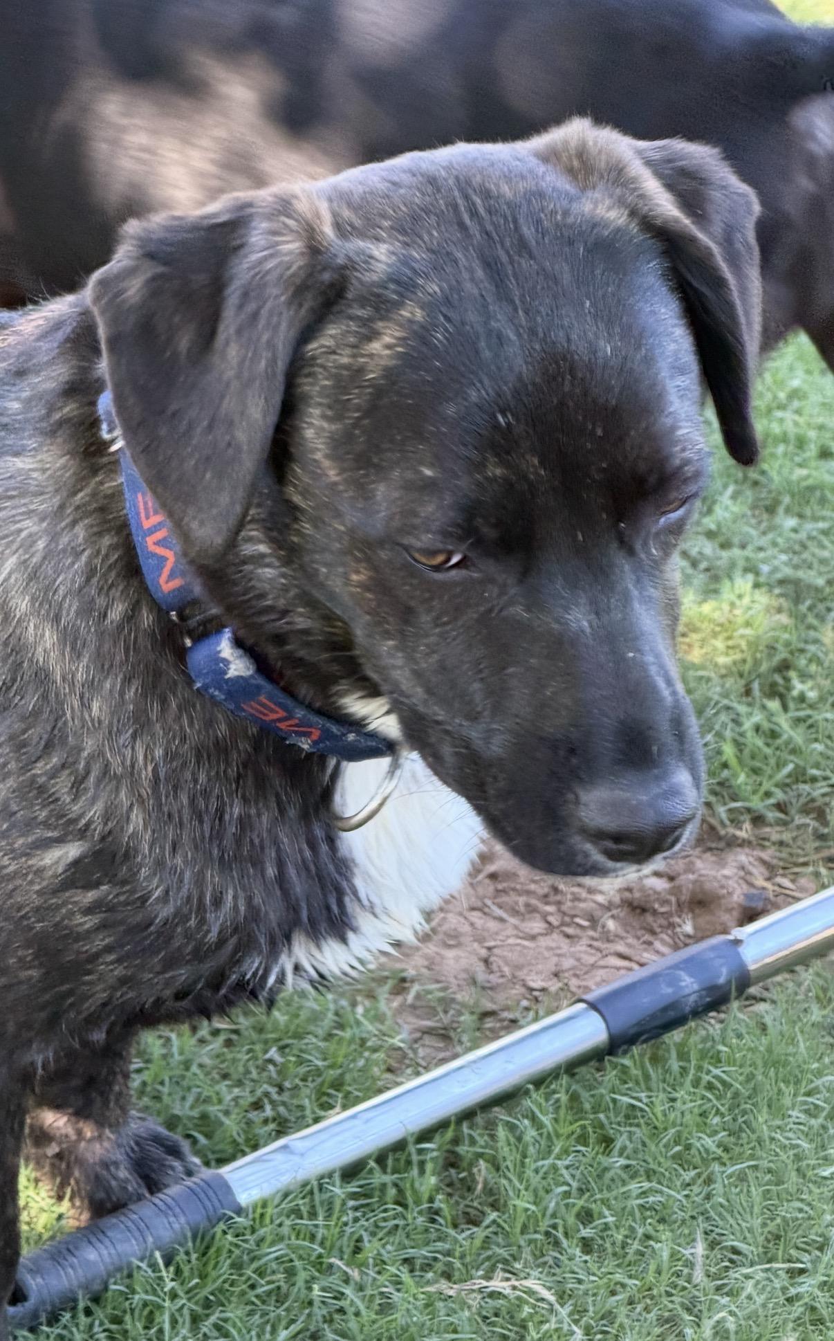 Nila, a ADOPTABLE mixed breed in Gilbert, AZ image 4/6