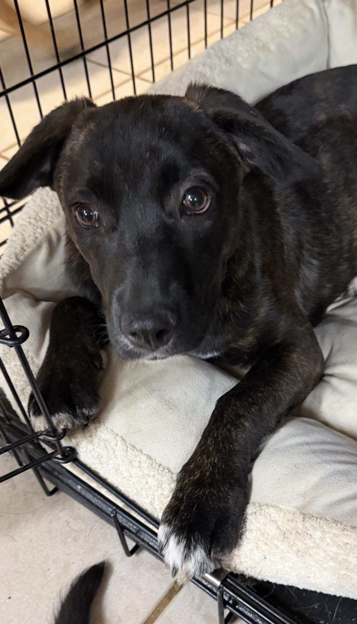 Enlarge Nila, a ADOPTABLE mixed breed in Gilbert, AZ image 4/6