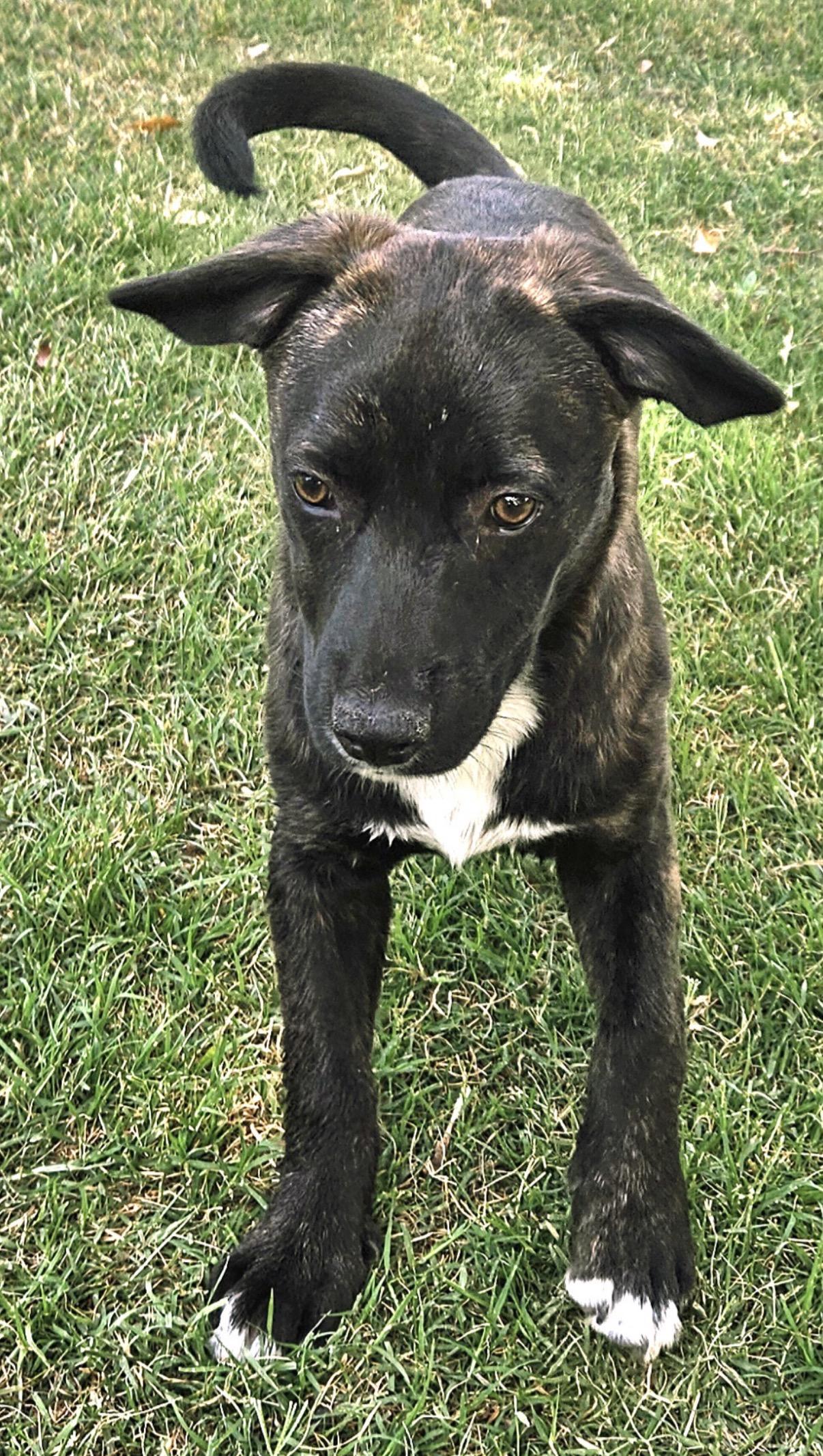 Enlarge Nila, a ADOPTABLE mixed breed in Gilbert, AZ image 5/6