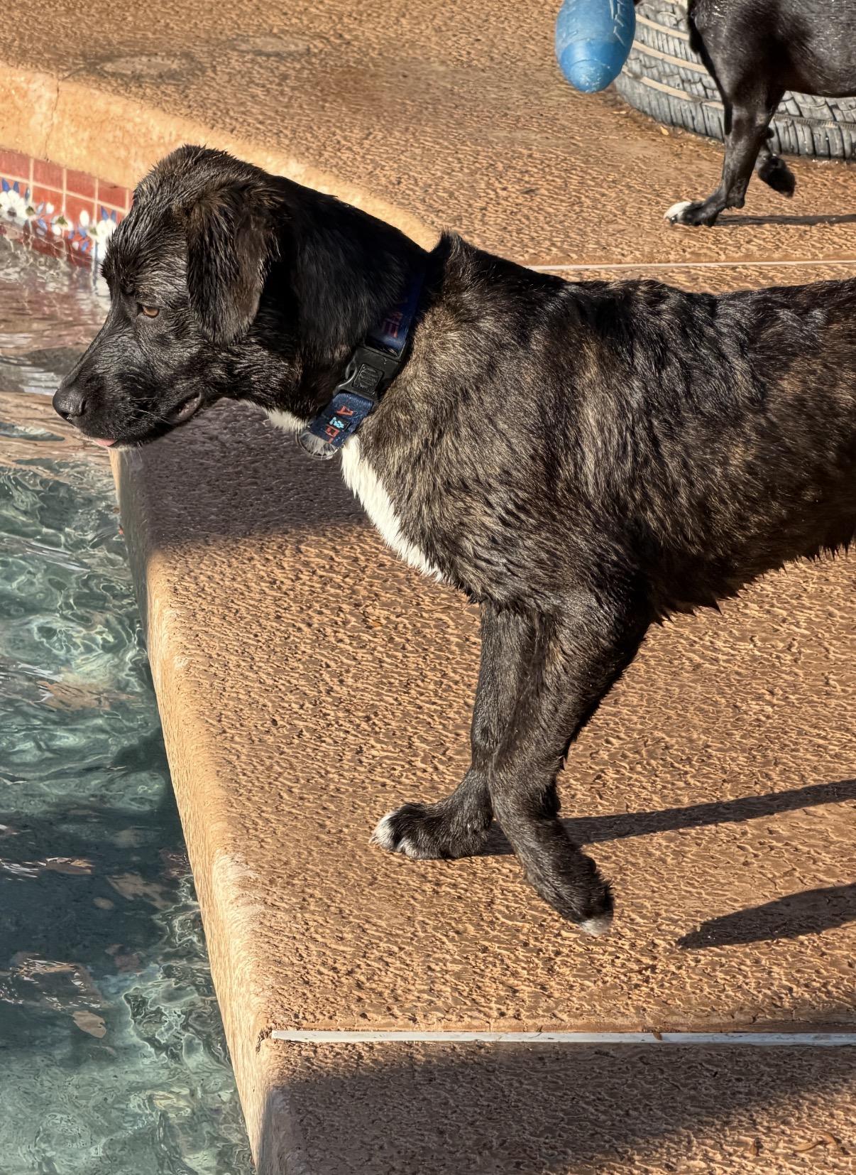 Nila, a ADOPTABLE mixed breed in Gilbert, AZ image 5/6