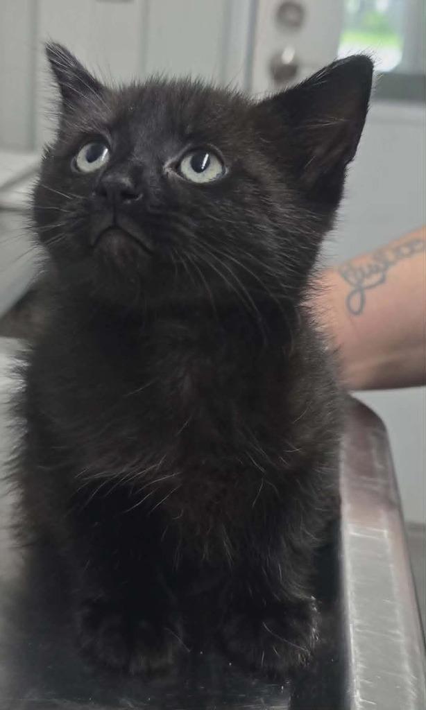 Enlarge Jeffery, a Adoptable mixed breed in Hillsdale, IN image 1/1