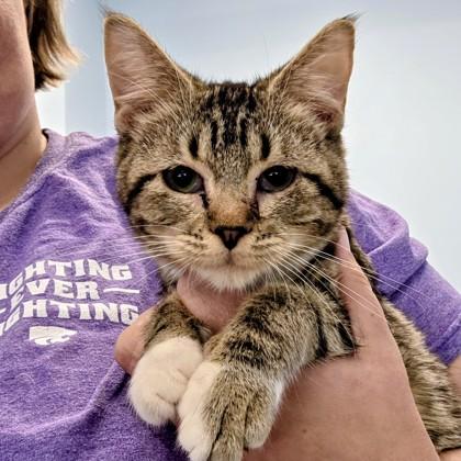 Margarita, Adoptable, Adult Female Domestic Short Hair & Domestic Short Hair.