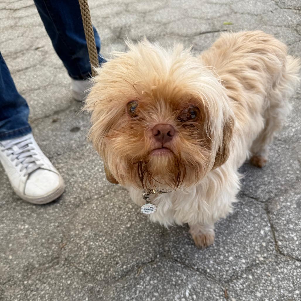 Colonel, Adoptable, Adult Male Shih Tzu & Mixed Breed.