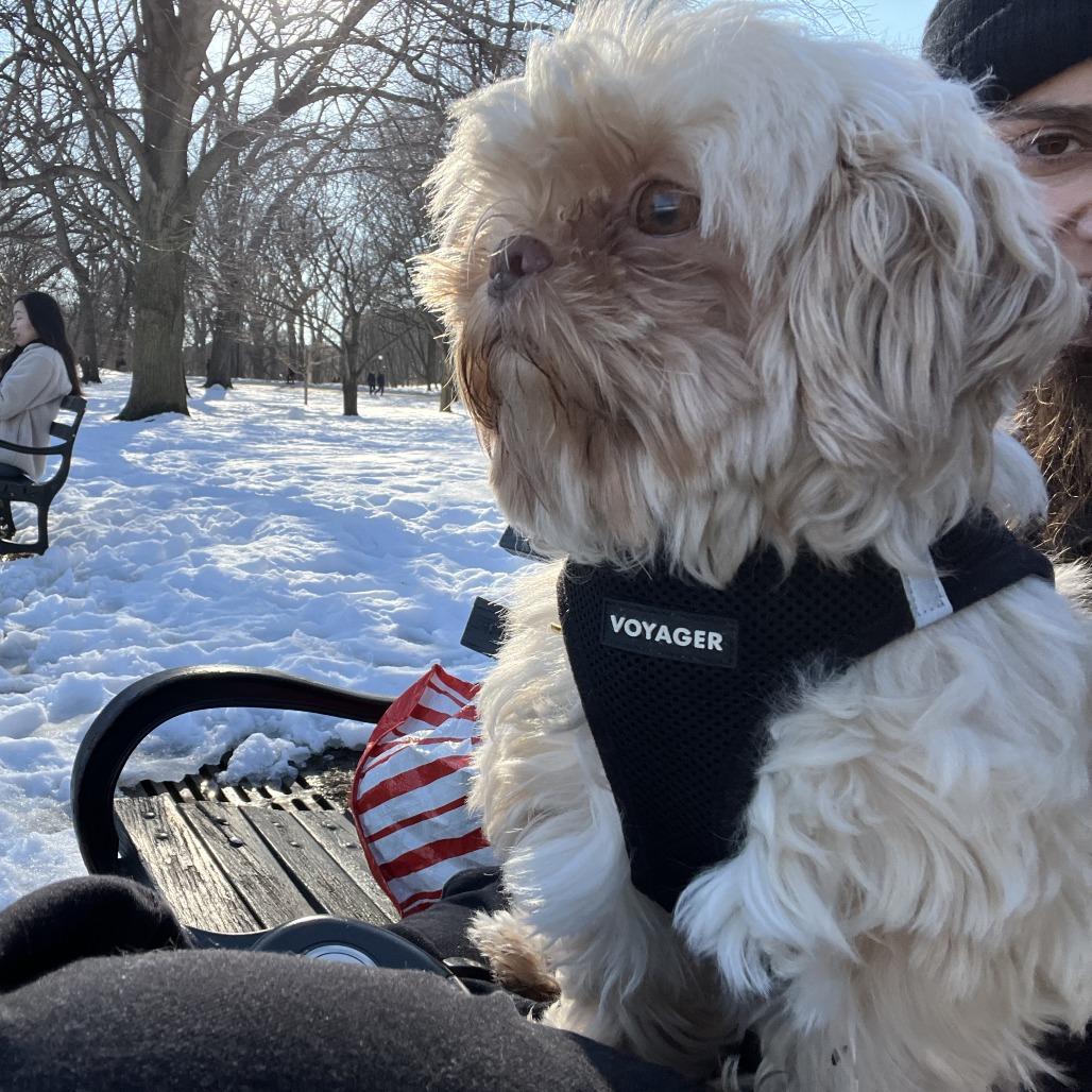 Enlarge Colonel, a Adoptable mixed breed in Brooklyn, NY image 2/5