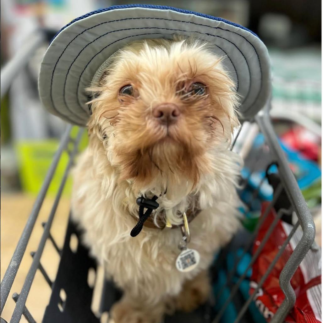 Enlarge Colonel, a Adoptable mixed breed in Brooklyn, NY image 3/5