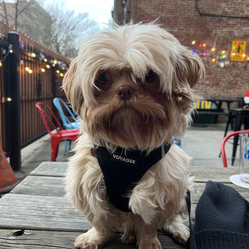 Enlarge Colonel, a Adoptable mixed breed in Brooklyn, NY image 5/5