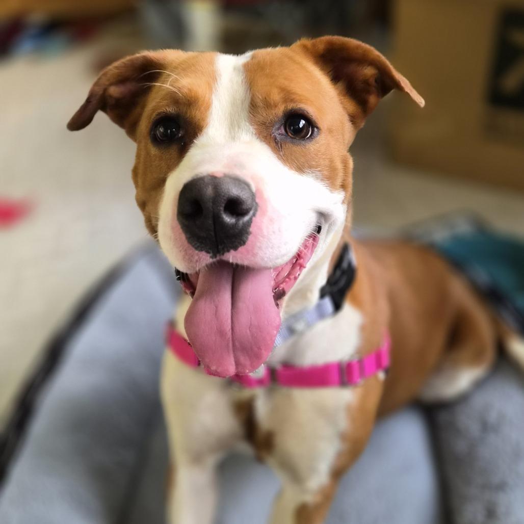 Beth, Adoptable, Young Female Terrier & Bull Terrier.
