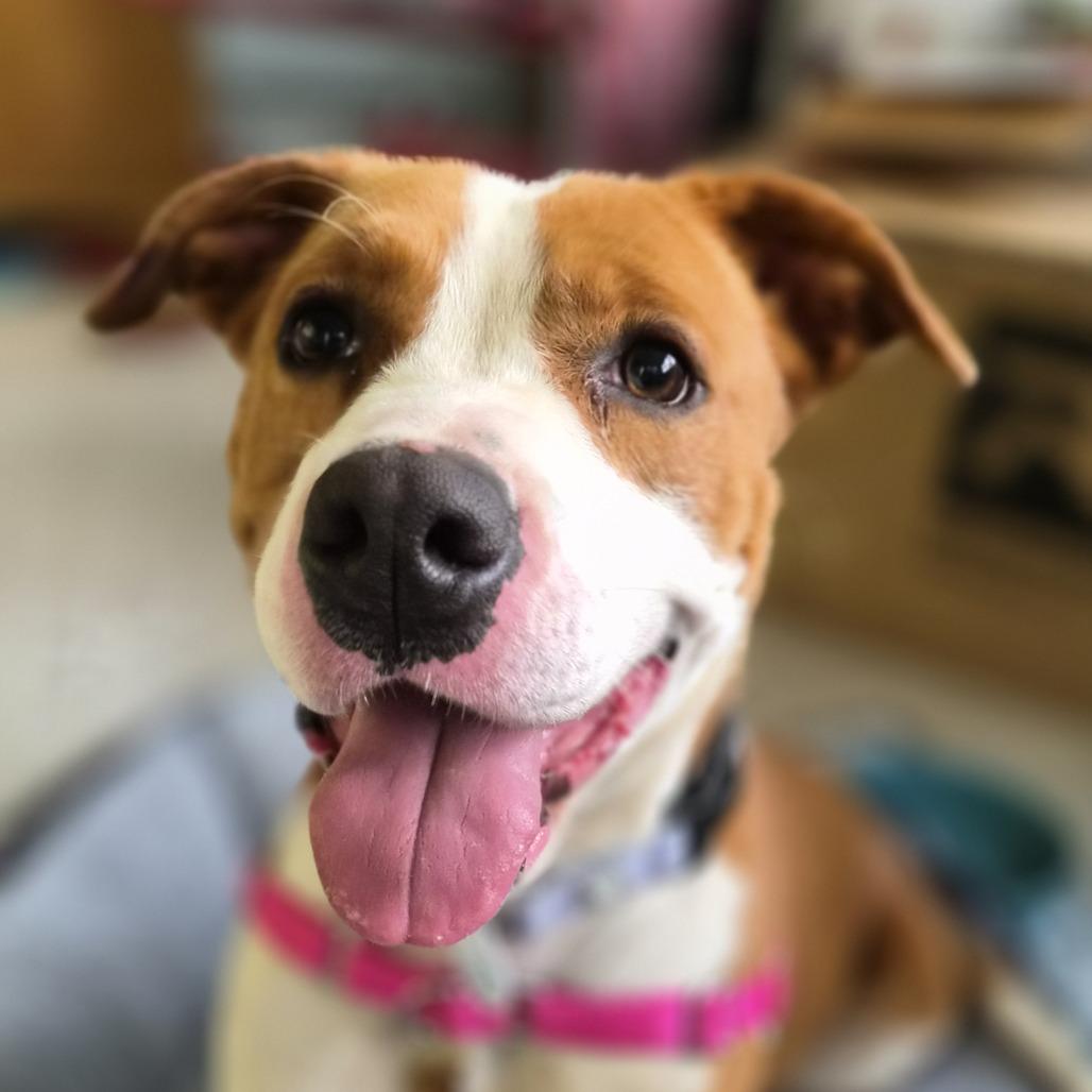 Enlarge Beth, a Adoptable mixed breed in Galax, VA image 2/6