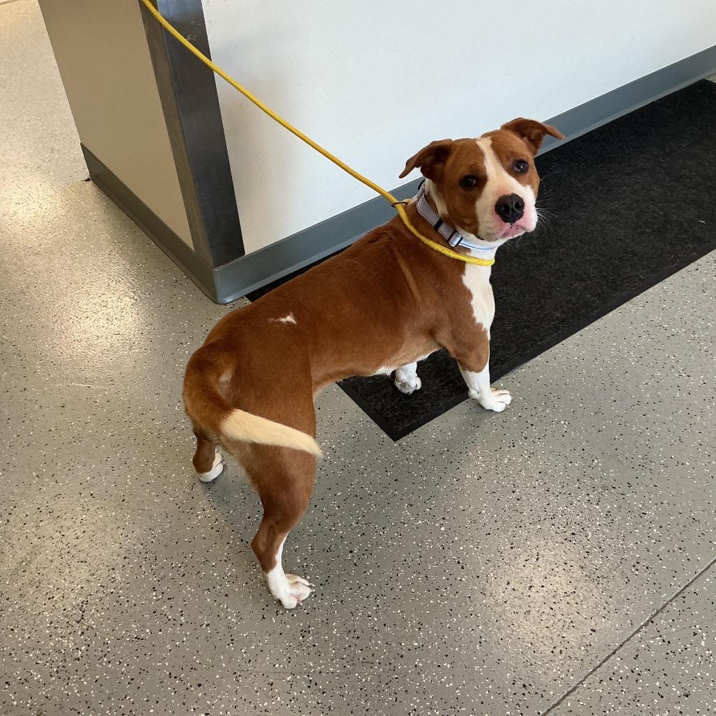 Enlarge Beth, a Adoptable mixed breed in Galax, VA image 3/6