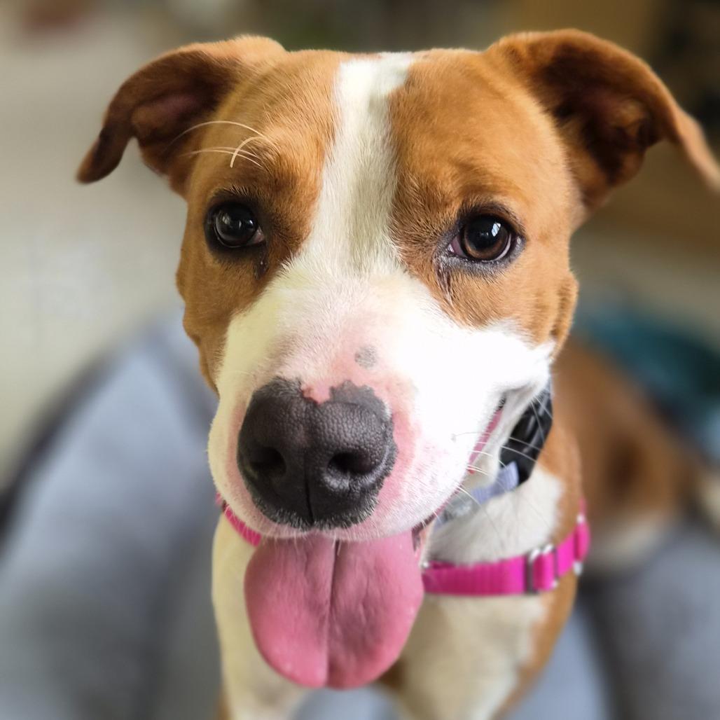 Enlarge Beth, a Adoptable mixed breed in Galax, VA image 4/6