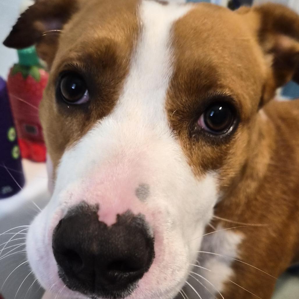 Enlarge Beth, a Adoptable mixed breed in Galax, VA image 5/6