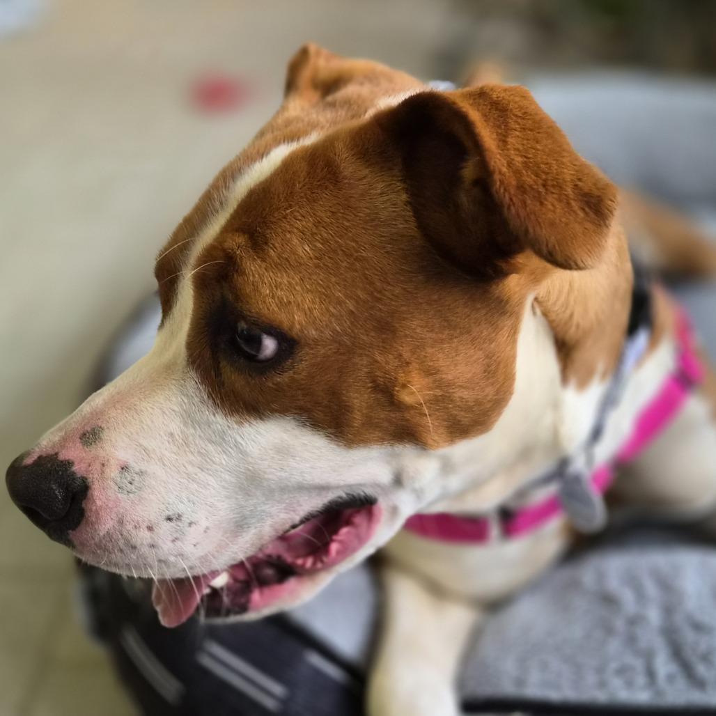 Enlarge Beth, a Adoptable mixed breed in Galax, VA image 6/6