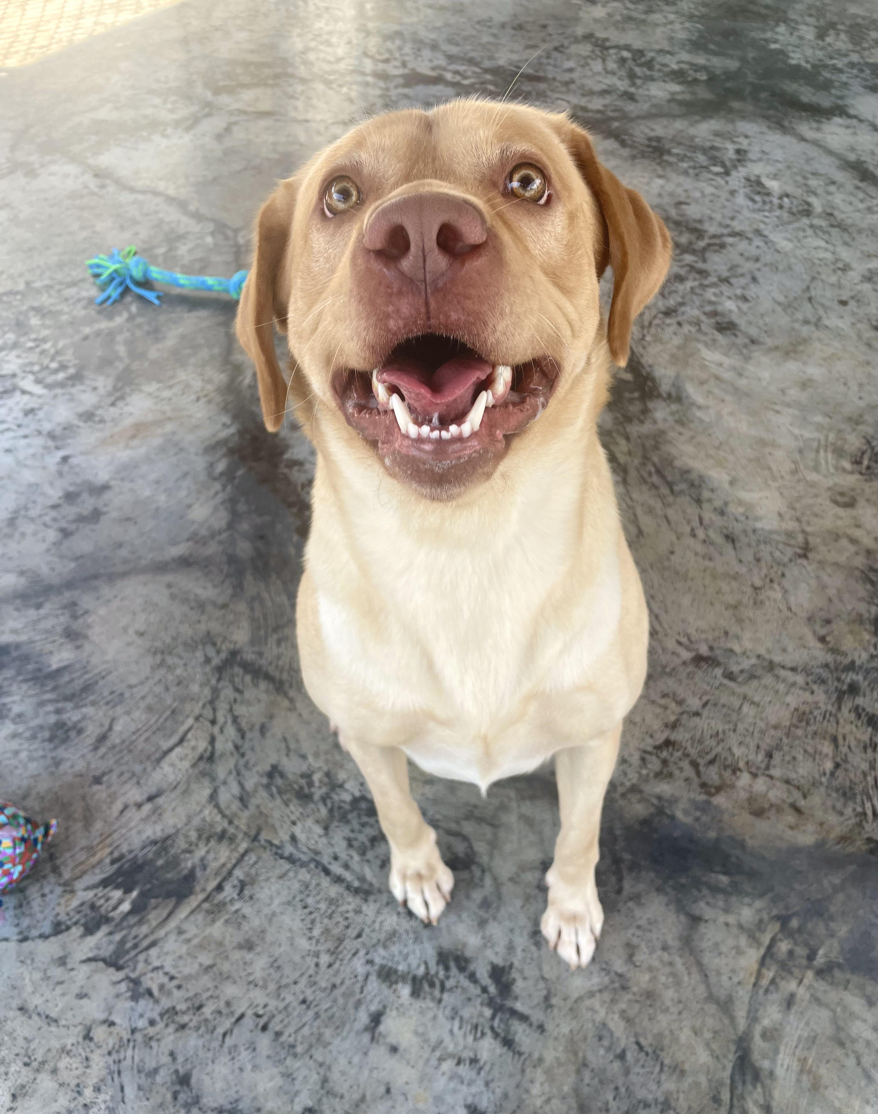 Koby, adopted, Young Male Yellow Labrador Retriever.