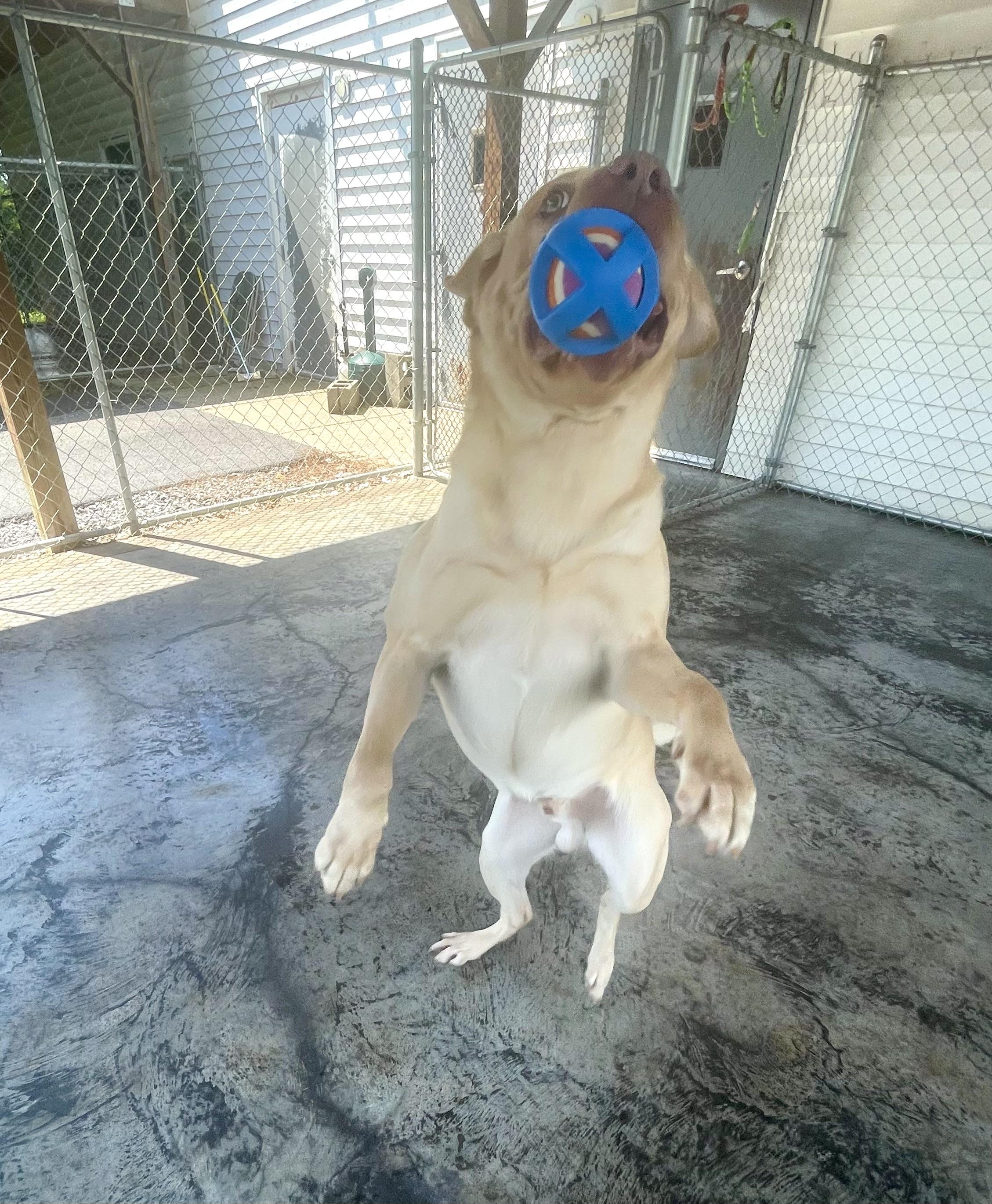 Koby, an adopted Yellow Labrador Retriever in Edinburg, VA image 2/2
