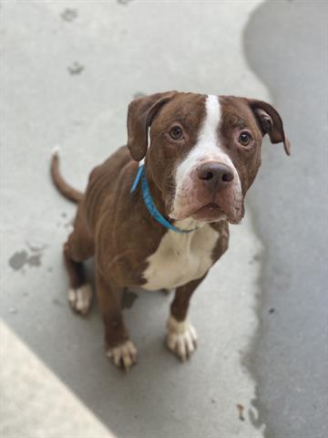 GOUDA, Adoptable, Adult Male Pit Bull Terrier.