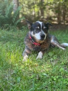 Ladybug, a ADOPTABLE Australian Cattle Dog / Blue Heeler in Swarthmore, PA image 2/4